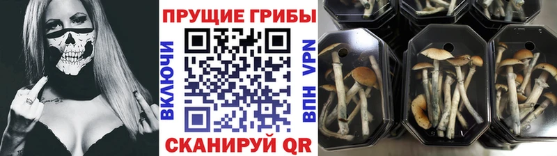 Купить где  Добрянка  Псилоцибиновые грибы MAGIC MUSHROOMS 